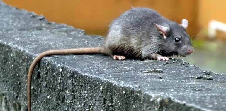 Dedetizadora Ratos