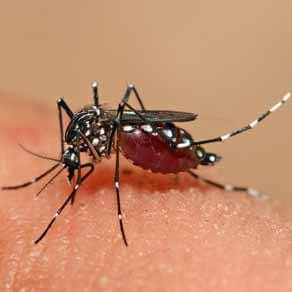 dedetizadora dengue