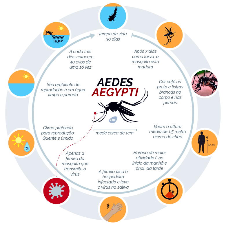infográfico do Aedes Aegypti