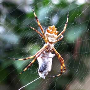 dedetizadora aranha