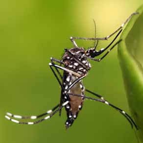 dedetizadora mosquito