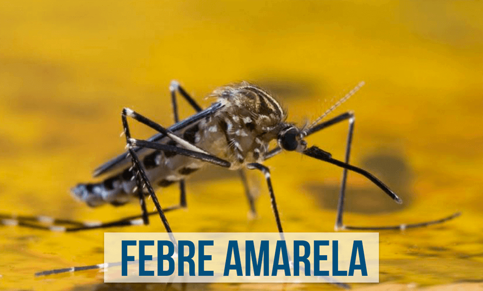 Mosquito da Febre amarela Mosquito da Febre amarela