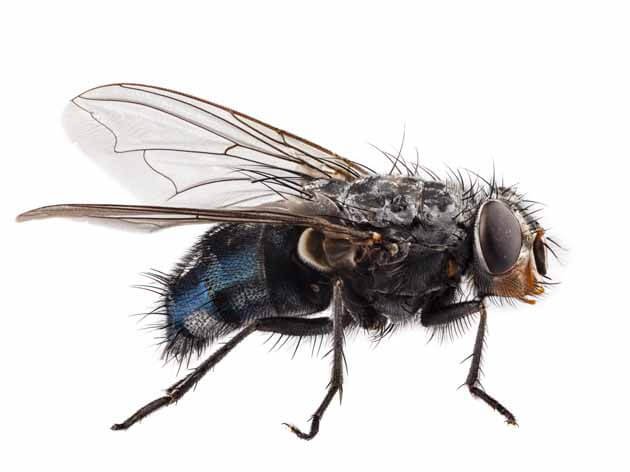 Dedetizadora de mosca